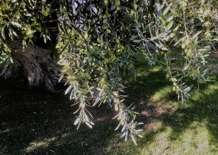 Il Dono Di Atena Cefalù