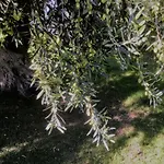 Il Dono Di Atena Cefalu