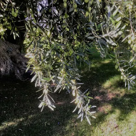 Il Dono Di Atena Cefalù